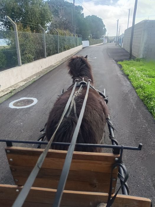 Cavalo.. ponei preto