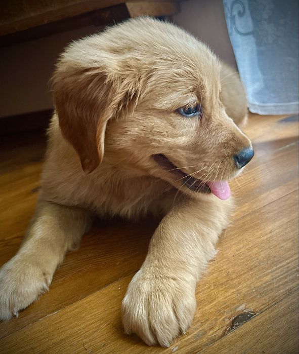 Złota suczka golden retriever do odbioru