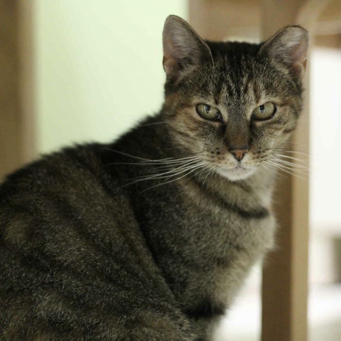 Buba bura kotka do adopcji