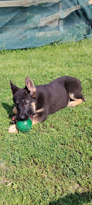 Східноєвропейські вівчарки