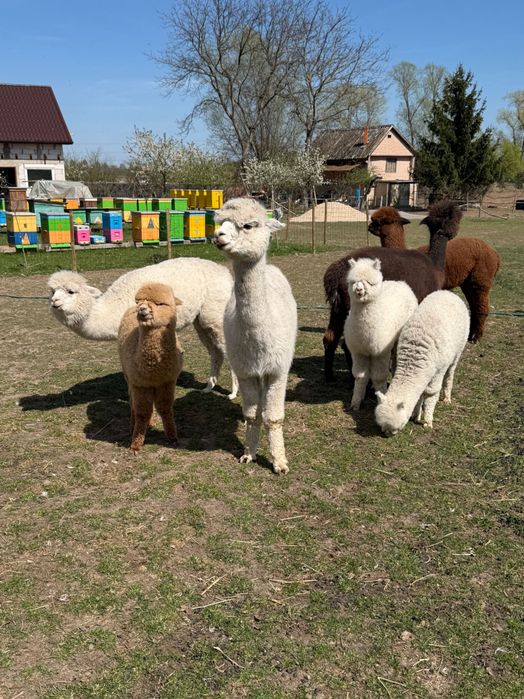 Alpaki Huacaya samice i samce