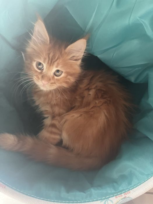 Дівчинка красуня