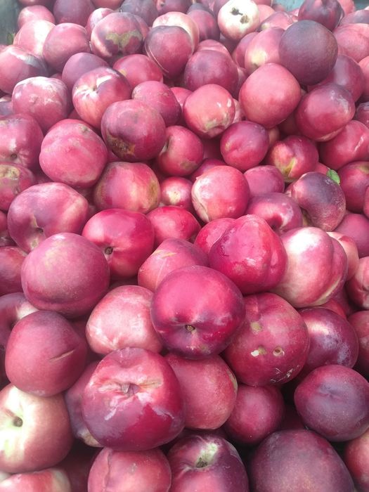 Palotes de fruta para animais