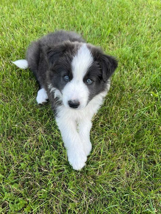 Border Collie blue&white niebieski piesek