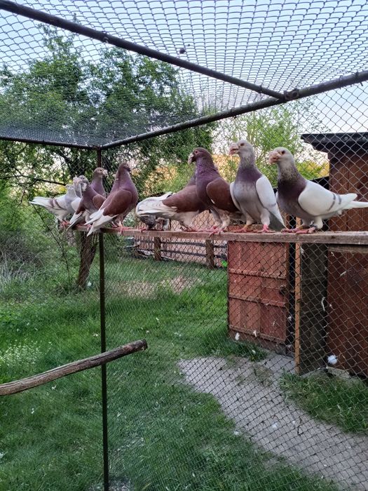 Golebie staropolskie