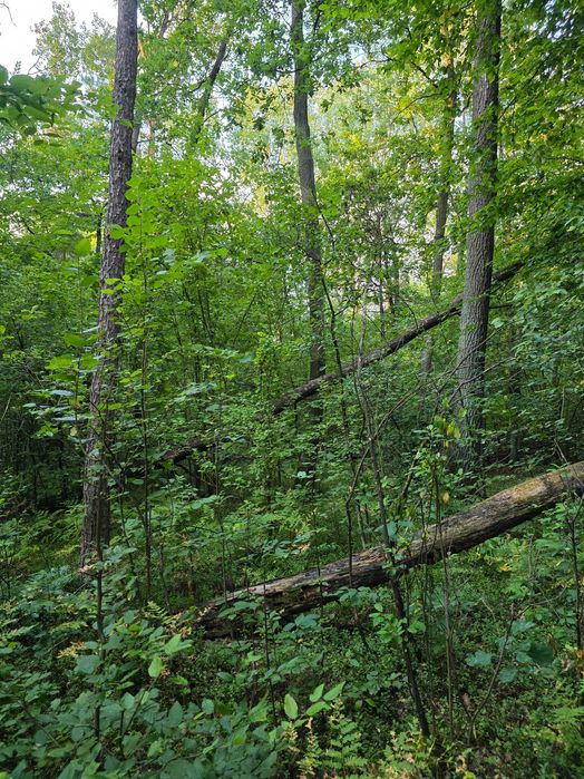 Las mieszany 3,63ha Brzozów, powiat siedlecki