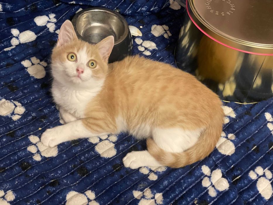 Котик-рижик, 4 міс.