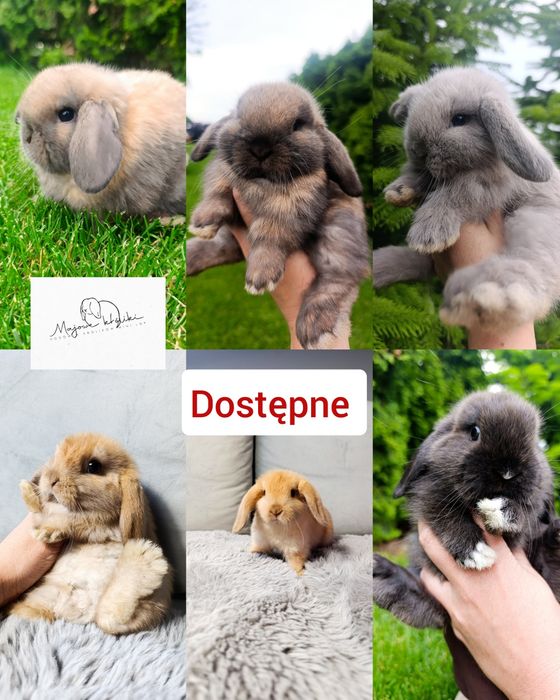 Królik króliczek mini lop hodowla zarejestrowana