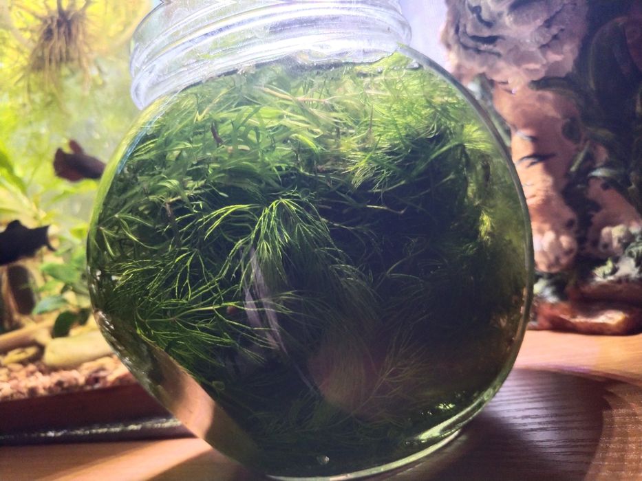 Аквариумные растения Наяс, Роголистник, Индийская капуста