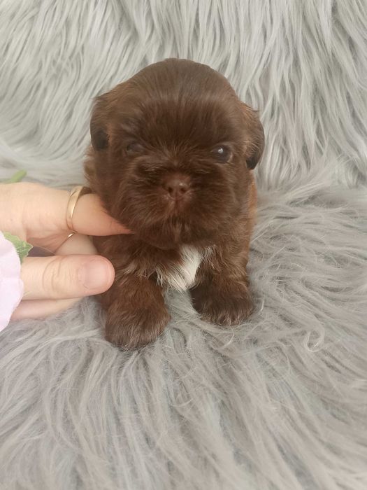 Przepiękna czekoladowa suczka rasy Shih-Tzu