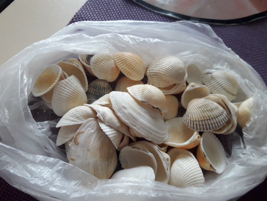 Ракушки для аквариума