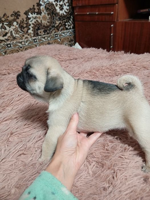 Гарні маленькі мопси