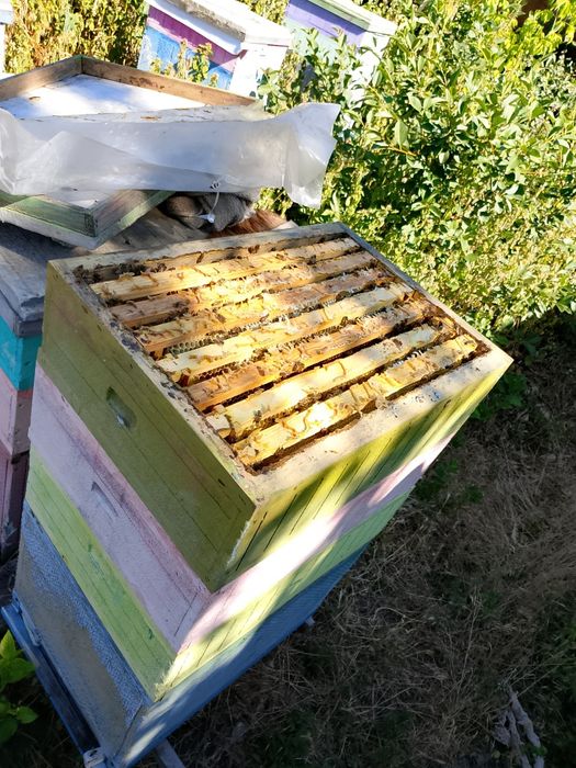 Продам бджолопакети