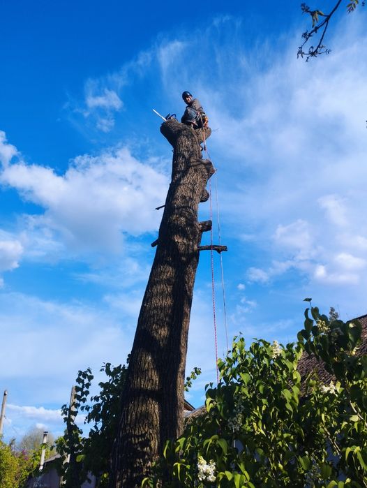 Видалення аварійних дерев. Спилювання аварійних дерев.