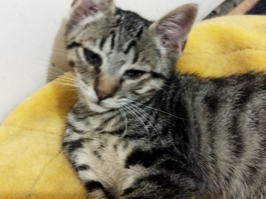 Gatinho para adoção