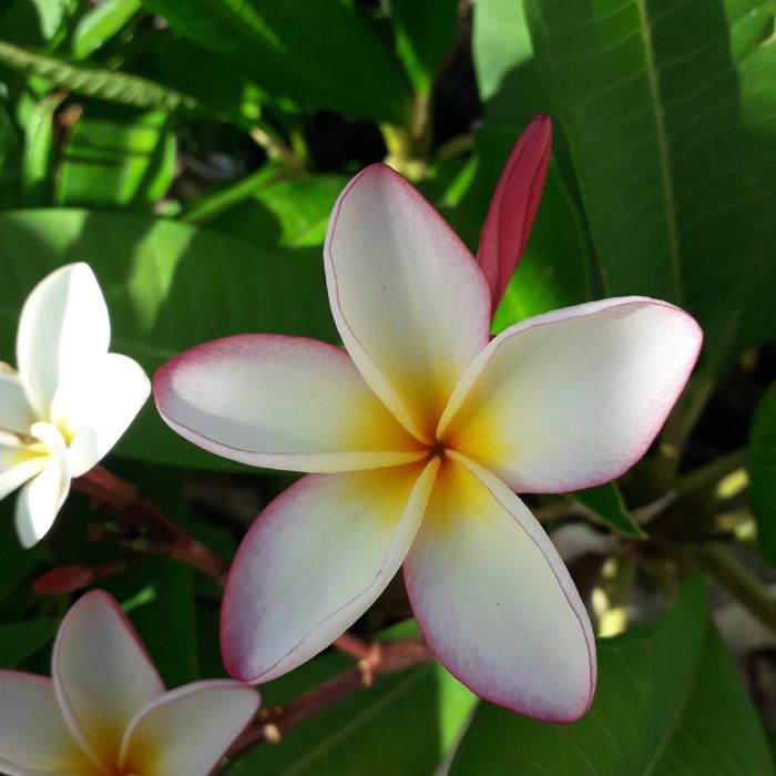 Pulmerias várias cores