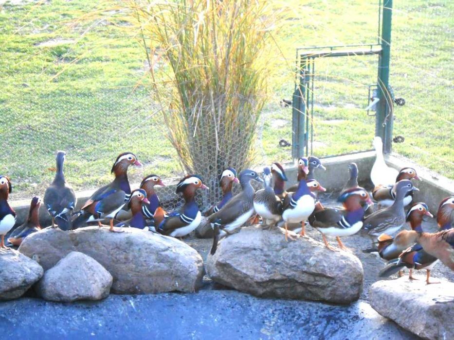 Kaczki ozdobne kaczki mandarynki