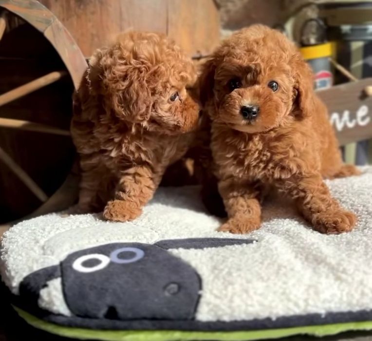 Шикарні малята   той пудель