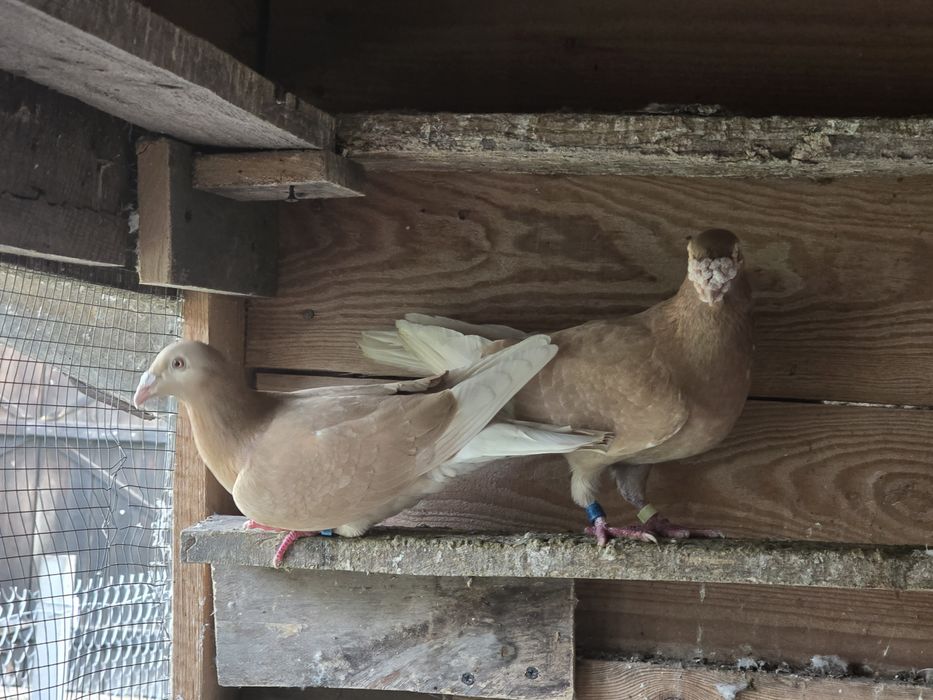 Gołębie pocztowe para żółtych.