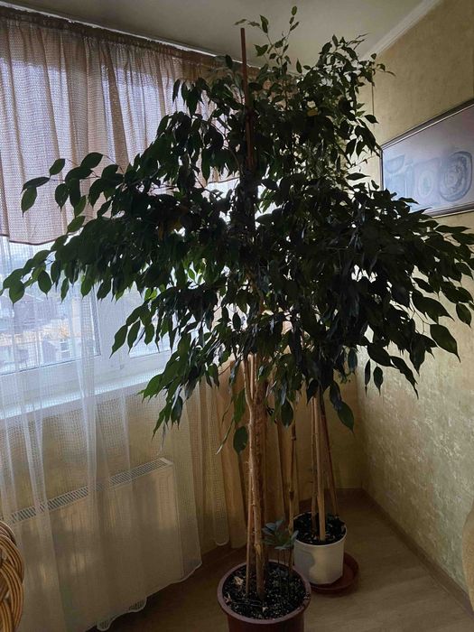 Великі кімнатні рослини,самовивіз