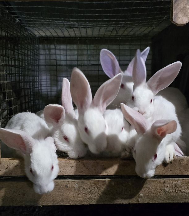 Кролі , кроленята Шиншила, термонська біла ,каліфорнійські, полтавське