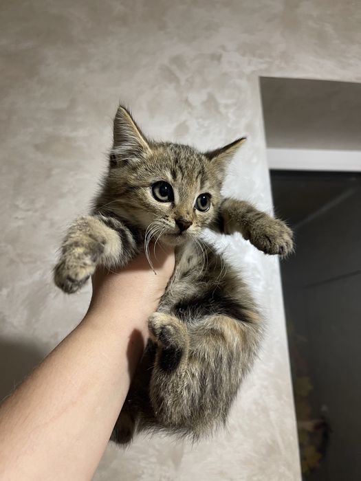 5 кошенят, яких викинули на смітник, шукають дім