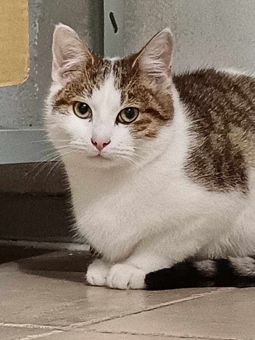 Żonkil kot kociak do adopcji!