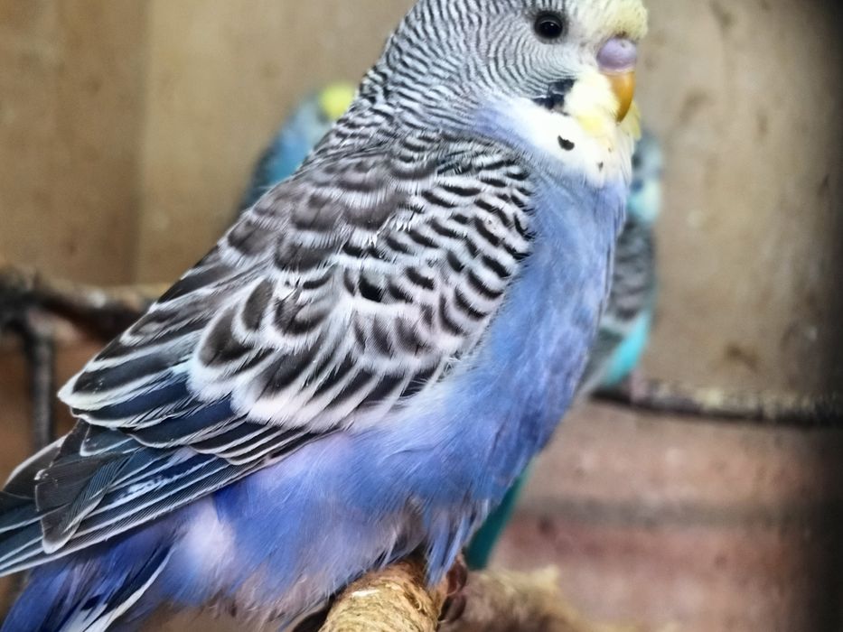 Sprzedam piękne ptaki