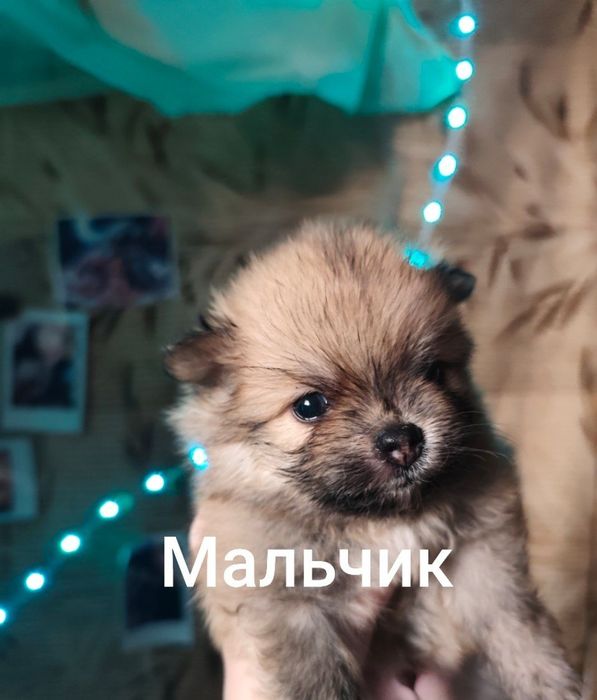 Продам померанских шпицов