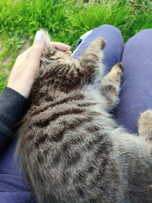Котеня в хороші ручки, грайливе, ніжне, активне, муркотливе
