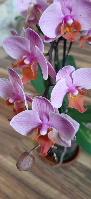 Фаленопсис орхидея не цветущая