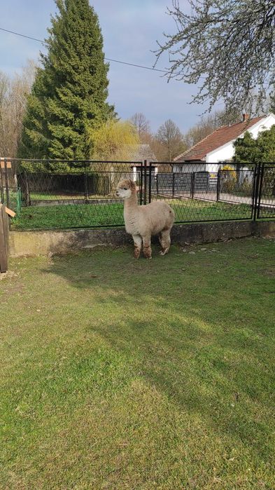 Sprzedam stado alpak - likwidacja