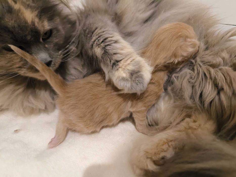 Maine Coon Kocurek biszkoptowy