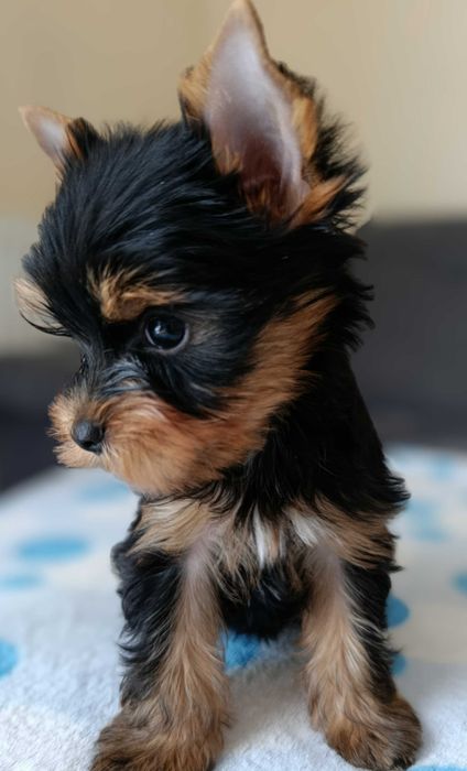 Mini BOY Yorkshire terrier czarno złoty
