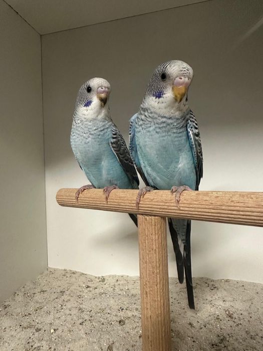 Casais de periquitos blackface