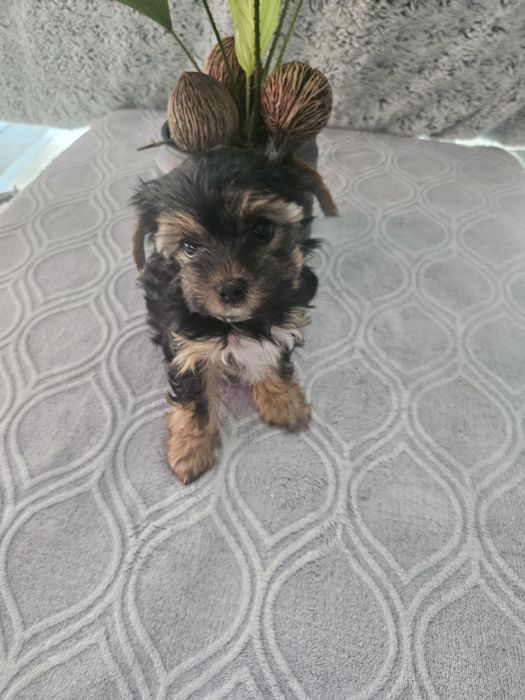 Yorkshire terrier