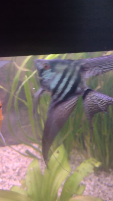 Skalar pinoy zebra blue koi