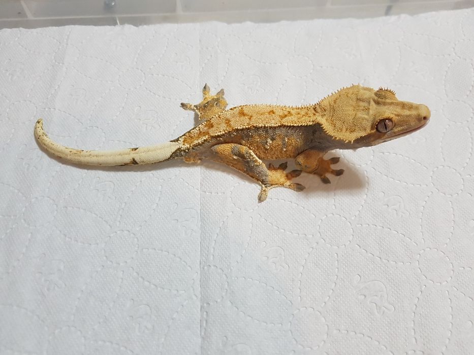 Gekony orzęsione samczyki