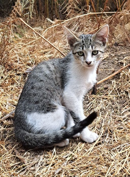 Gatinhos para adoção responsável – cerca de 4 meses