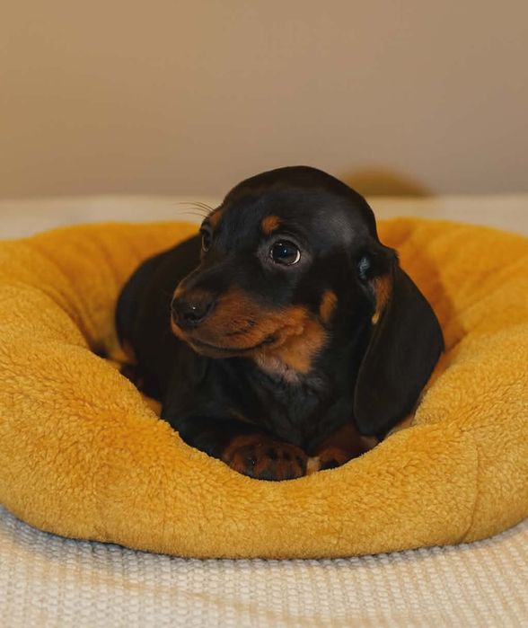 piesek jamnik miniaturka