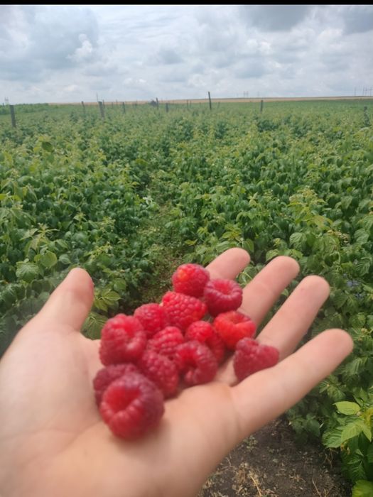 Продаю саджанці малини Джоан Джей (Joan J)