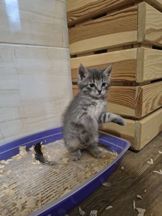 Кошенята шукають дім