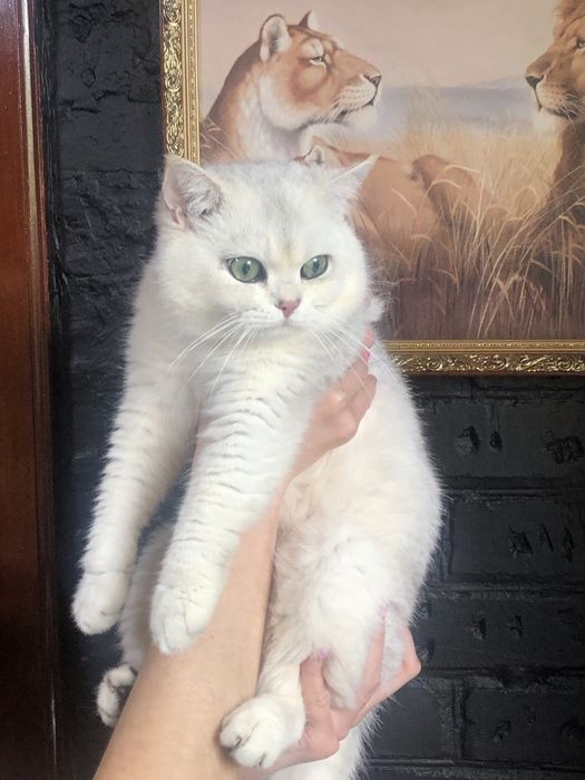 Шикарний кавалер чекає на в'язку!