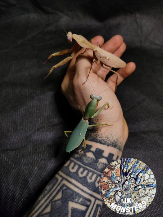 Pełna lista modliszek/modliszki/modliszka +gratisy