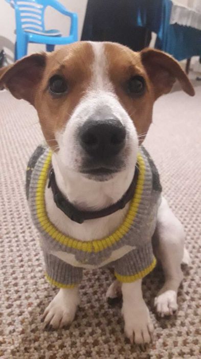 Красавчик Джек Рассел желает познакомиться поближе