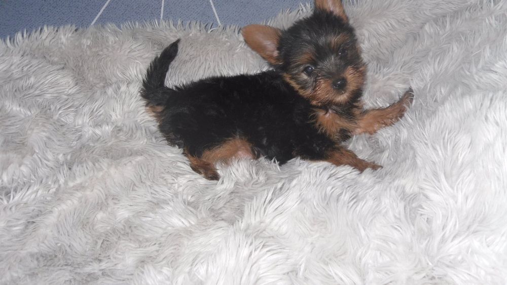 Olx Portugal Yorkshire Terrier Mini Toy Olx Yorkshire Mini Animais