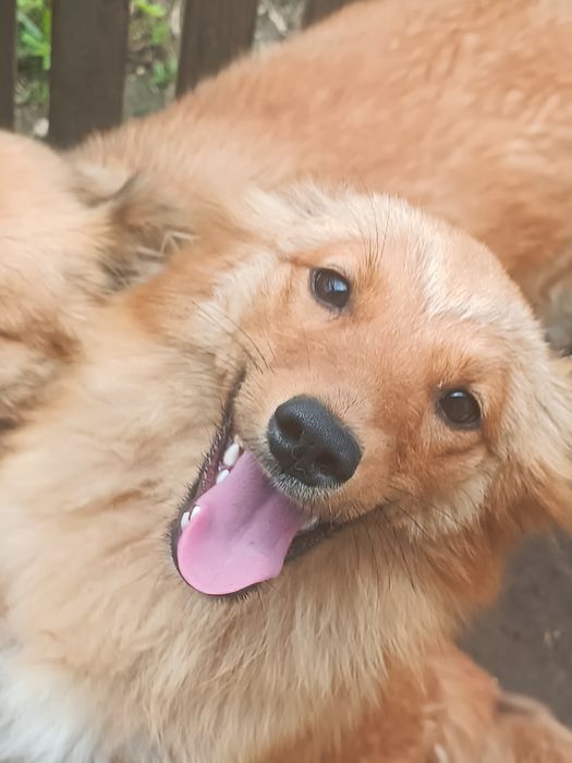 Дві дівчинки безкоштовно