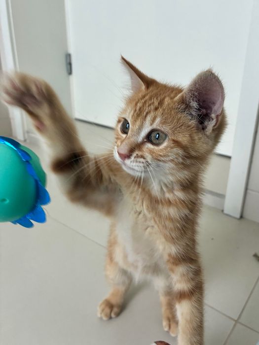 Gatinho macho laranja 2 meses