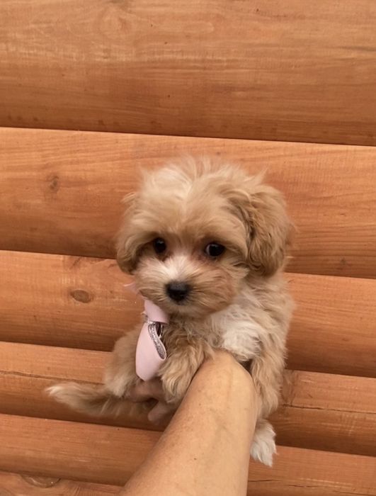 Обворожительные бебифейс  мальчики, девочки  . Мальтипу