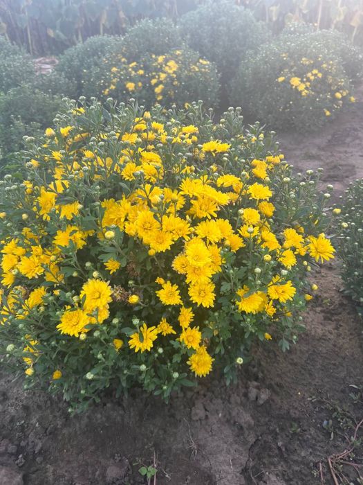 фотозона з тюків соломи та гарбузів